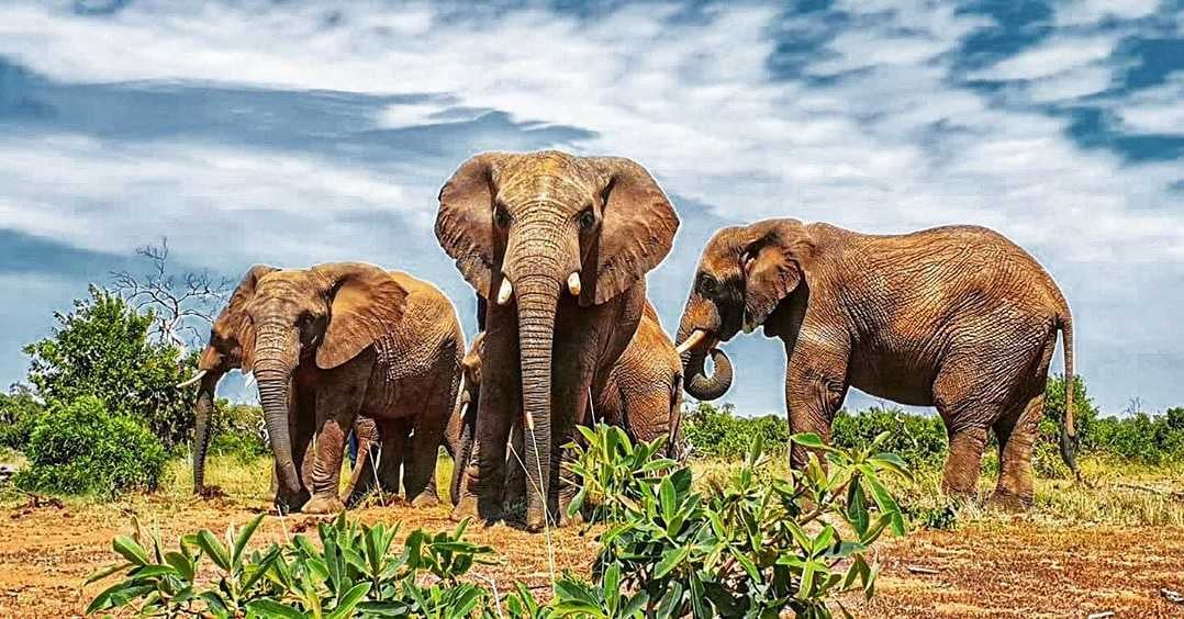Adventures With Elephants Herd