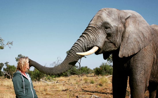 Jamie Deering "kissed" by African Elephant Chishuru