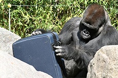 Gorillas-suitcase