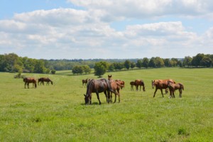 horses